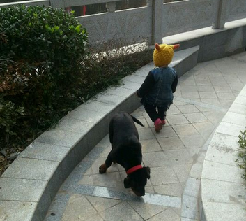 淘气圣伯纳犬反遛小主人 引发大家关注