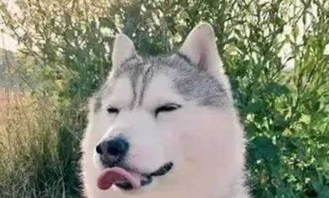 带着二哈去上班，突然同事跑过来说：你家的狗脑袋被门夹了