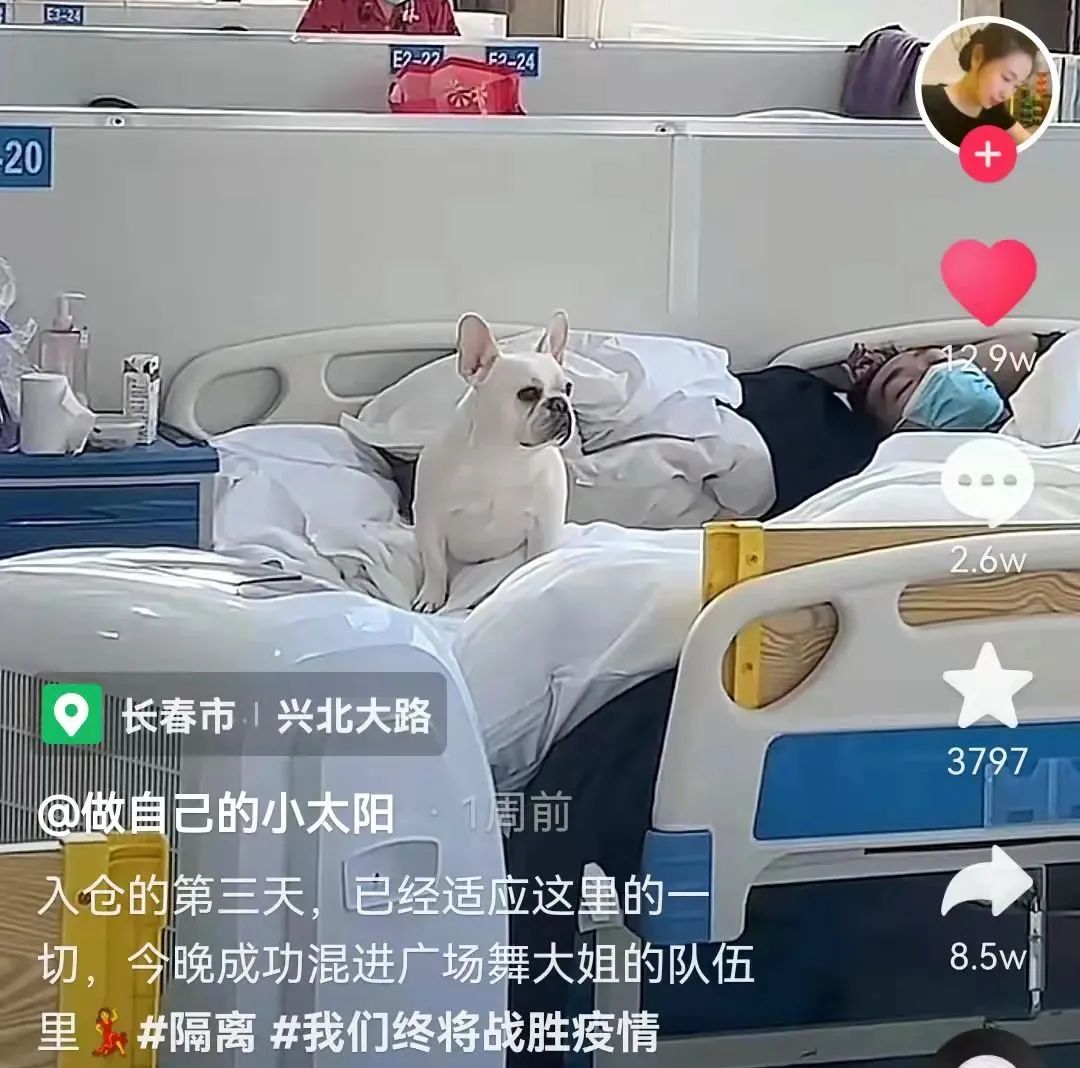狗狗10天变团宠|上海一方舱医院狗狗随主人一起出院
