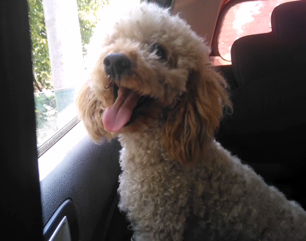 养了2年的狗狗意外走失,一年后自己找回家,它从没忘记回家的路