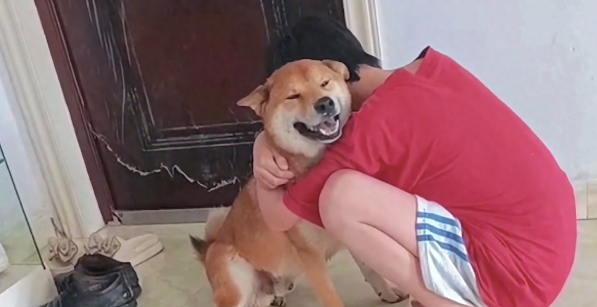 柴犬走丢6天找回后又跑丢2天,弟弟抱着它痛哭