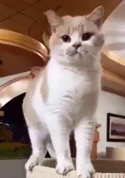 贪玩主人为萌猫取名“柴犬” ,谁知长大后它这样叫,笑翻了