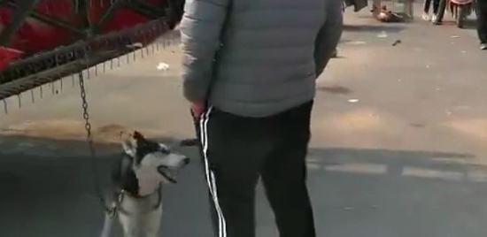 哈士奇拆家犯二，被主人牵去狗市贩卖，二哈站在主人跟前满眼深情