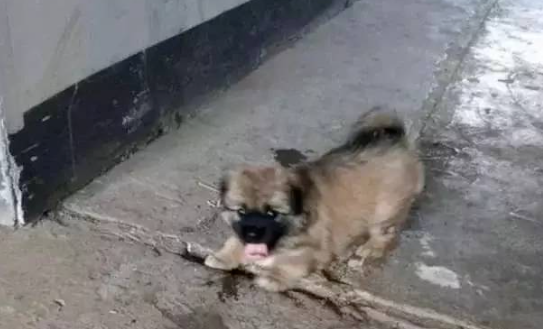 女孩救助流浪田园犬,为了报恩,狗狗每天晚上都会护送她回家!