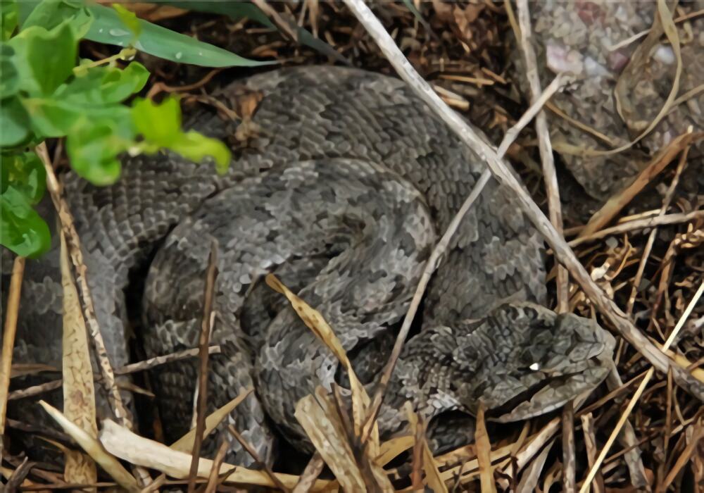 蛇岛腹身份信息