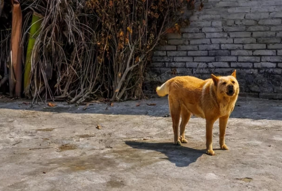 狗牌上的15个字，让路人感动哭了，保安也放弃了驱赶狗狗