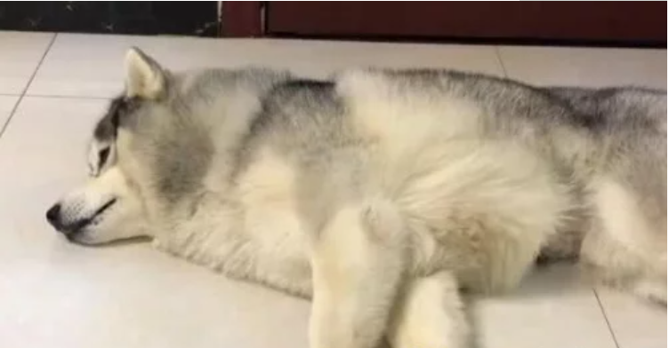 女主人打电话说要带二哈去做绝育,接下来狗狗神反应,笑喷了!