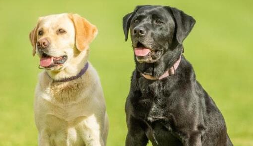 震惊！研究发现：狗狗的寿命和疾病风险居然与毛色相关