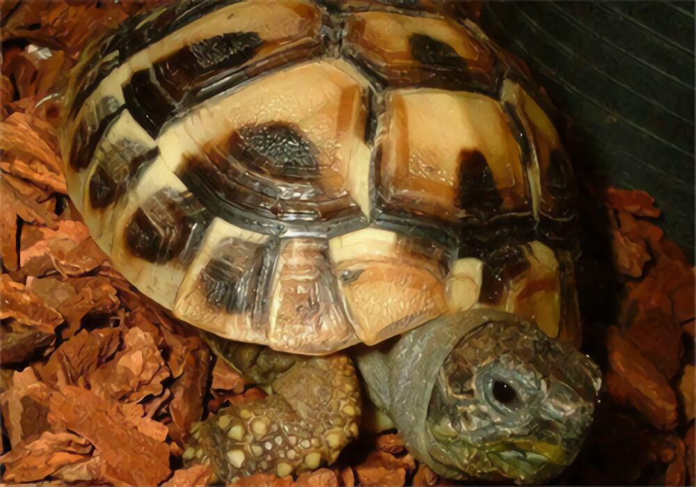 西部赫曼陆龟身份信息