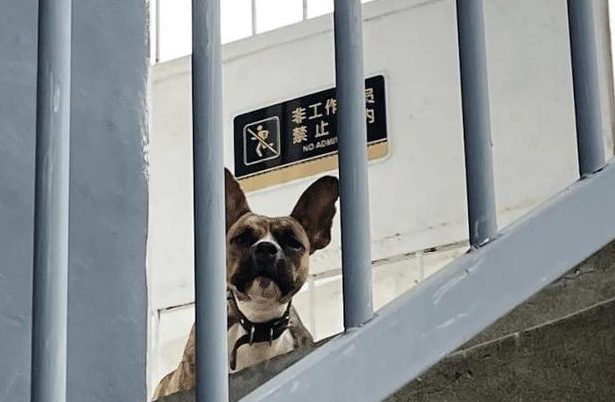 小狗被奔驰车主遗弃街头,能开一辆好车