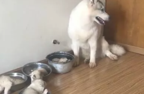 哈士奇小宝宝被分得盆中,提前准备架锅,狗妈的反映让人笑炸