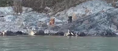 无人岛传出阵阵哀鸣,当大家人心惶惶时发现…上面有两只狗狗!