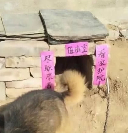 送奶奶一只狗狗,见到狗狗的窝后,笑到胃抽筋:大佬,求带!