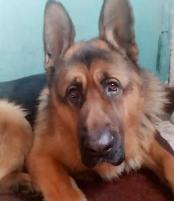 主人冲着高加索犬德牧歌唱,狗狗就非常相互配合的跟随摆头打节奏感,好可爱啊