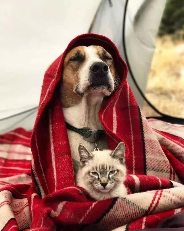 这是什么神仙组合啊!一猫一狗走天涯,完美诠释旅行的意义!