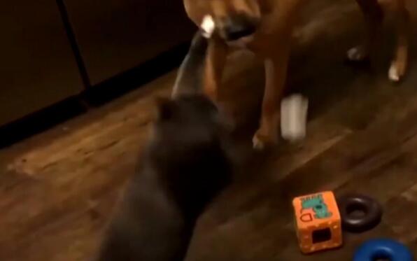 小主人误伤到猫咪, 猫咪却报复狗狗, 主人说出原因后评论炸锅了!
