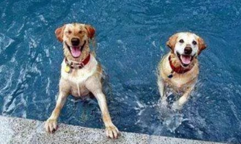 带狗狗游泳一定要知道的注意事项 短鼻犬游泳更要小心
