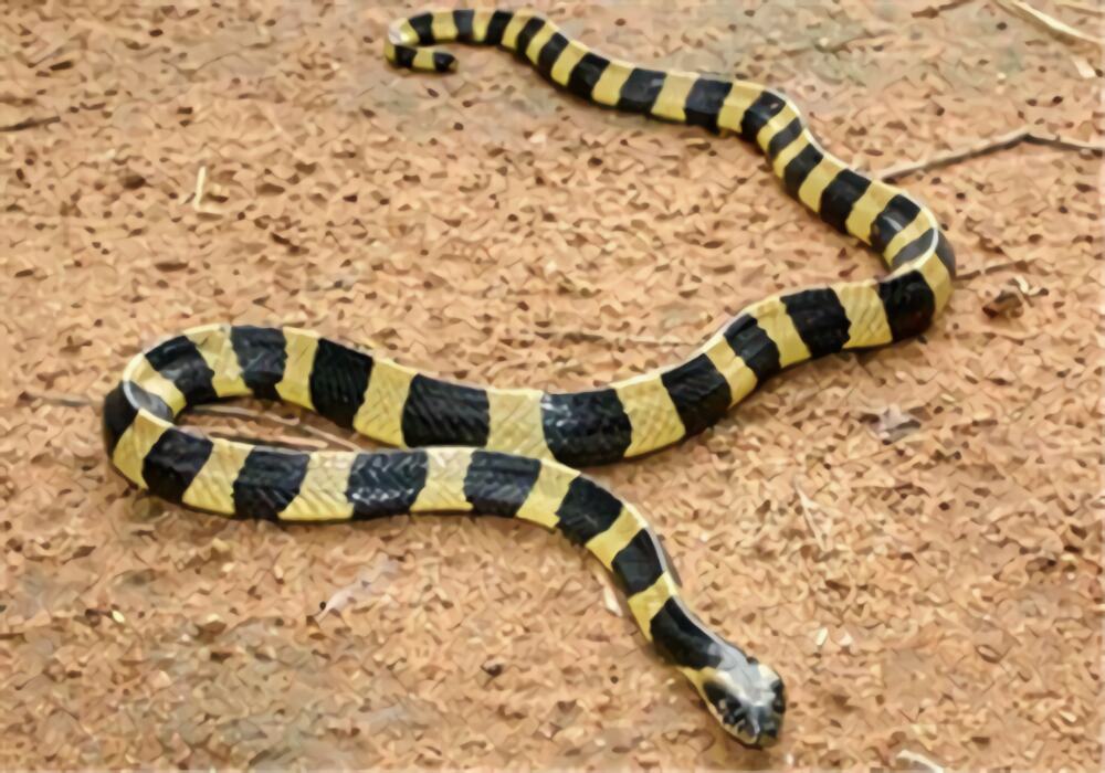 金环蛇身份信息