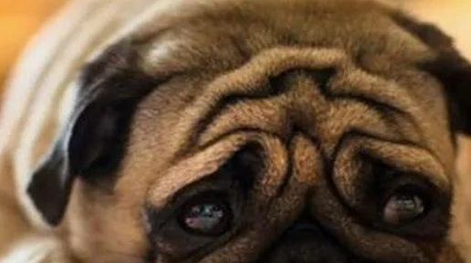 “小奶狗”方才诞生,主人便拿来一把剪刀,之后的动作让人惊讶!