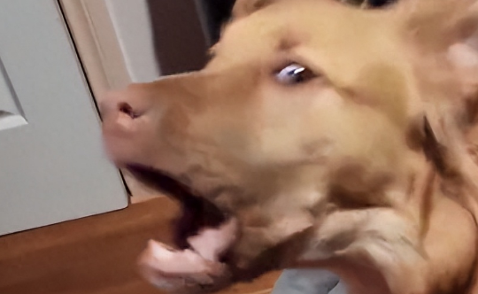 看到主人在游戏里撸狗，狗子气炸直接开骂，这是连电子醋都吃？