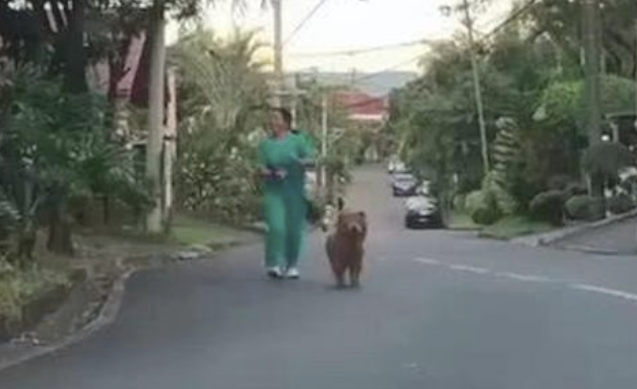 一名女人牵着只“熊”在晨练,走进了才认清是松狮犬,也太像了吧