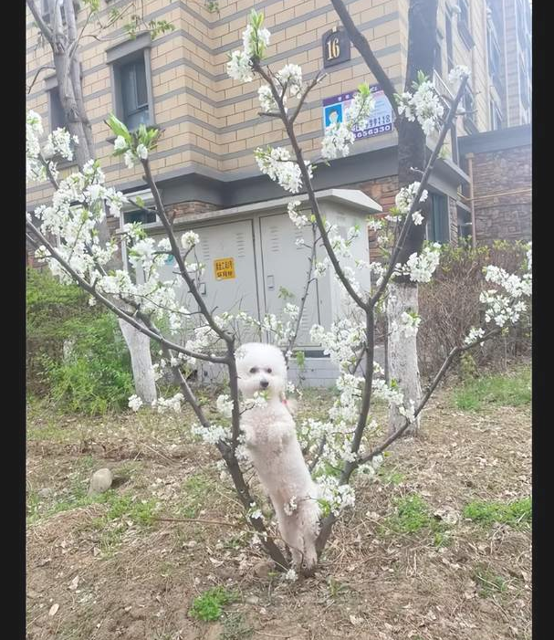 妈妈带上狗狗外出散散步，让它来到花边上拍照，浓浓乡土味呀！