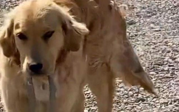 金毛犬两次叼蛇回家,送给主人做“礼物”