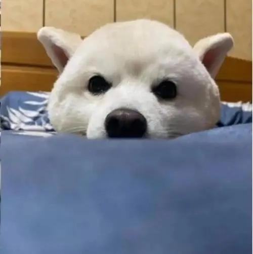 半夜看见狗子躲在卧室里,叫它也不理人,走近后吸了一口凉气