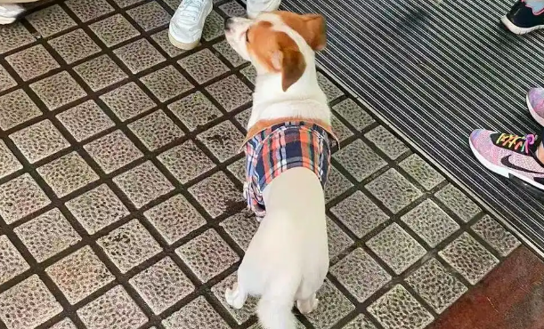 小狗国庆“被弃高速”不吃不喝苦等主人，主人：不是故意的