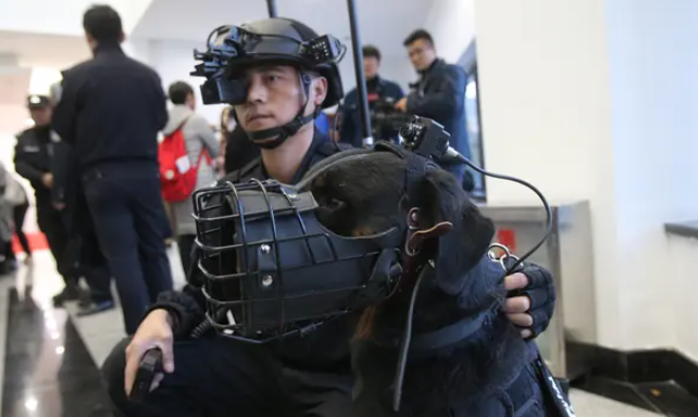 为训练出勇猛机警的警犬,他们每年被扑咬上千次