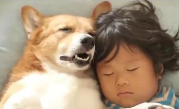 当妈妈推开门看到惊人一幕:狗狗居然钻进宝宝的被窝