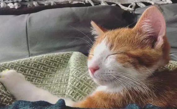 男子暂时收养流浪橘猫,不料橘猫成功讨好家里猫狗:留下它