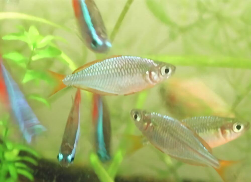 电光美人鱼身份信息