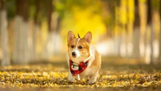 “我不能生育了!”贵州柯基被打死后续:狗主人崩溃哭喊自曝隐私