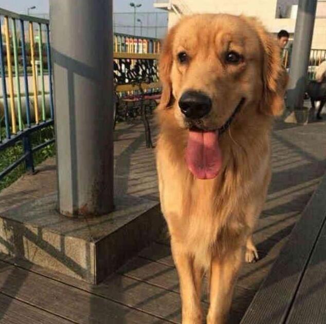 主人为了惩罚犯错的金毛犬,将其送到了农村,再见到已经不敢认