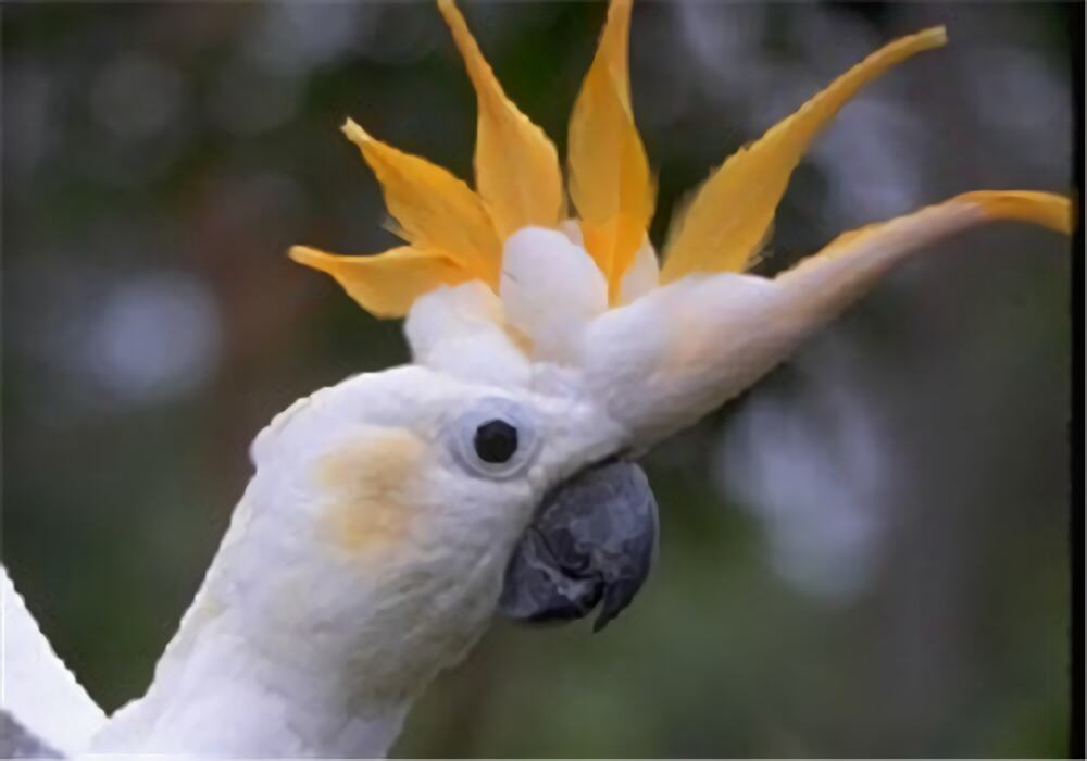 杜可波氏凤头鹦鹉身份信息