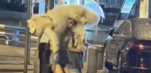 遛狗时突然下起了大雨,女生扛起萨摩耶就跑
