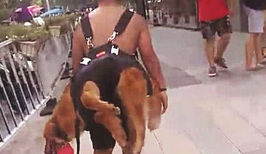 狗狗出来后总不愿回家,被主人家一招拿下,但界面却令人啼笑皆非!