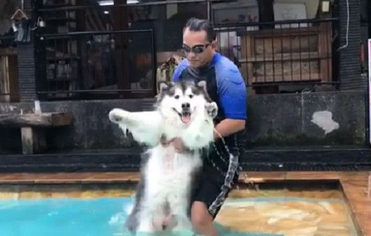 雪橇犬准备进行游泳特训 高举双手投降求饶