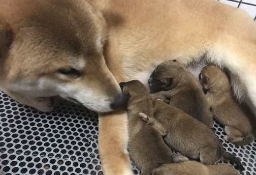 昨天夜里柴犬生了5只小奶狗,早上它看到主人后一直傻笑