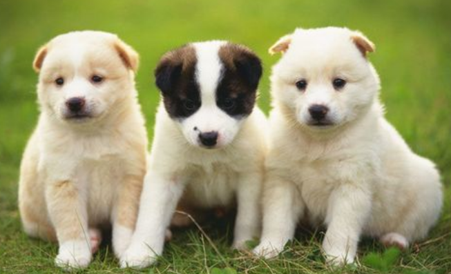 弱小的流浪狗被欺负，狗嘴被鞭炮无情炸伤