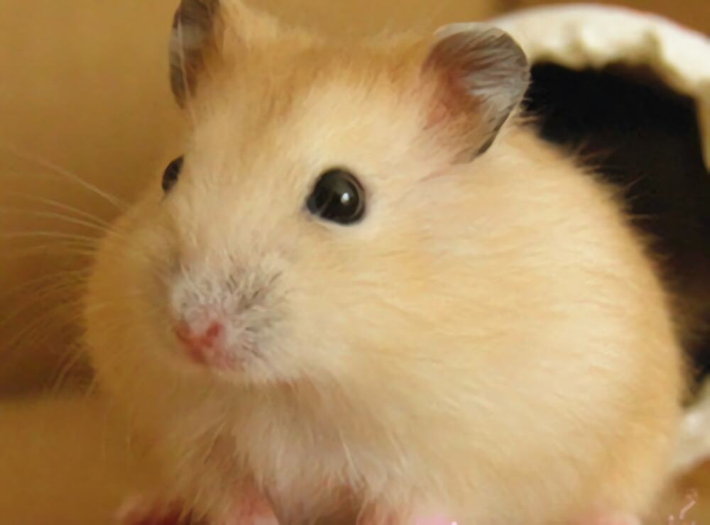 布丁仓鼠身份信息