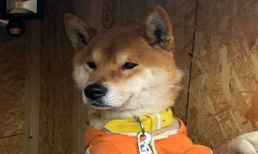 主人雇不到员工卖地瓜,最后找柴犬当老板,狗狗:但我不会找钱