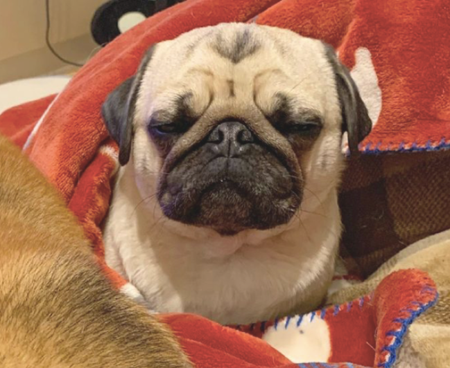 柴犬占了巴哥入睡的地区,它一副愁眉不展的小表情