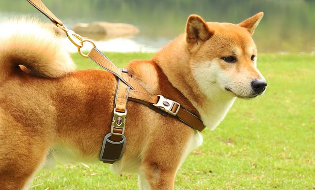 【株洲文明养犬管理·专题】株洲《城市养犬管理条例》实施半年成绩单(之一)