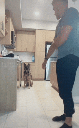 搜爆犬退役后闲不住,主人买来“弹药”,真是个劳碌汪啊