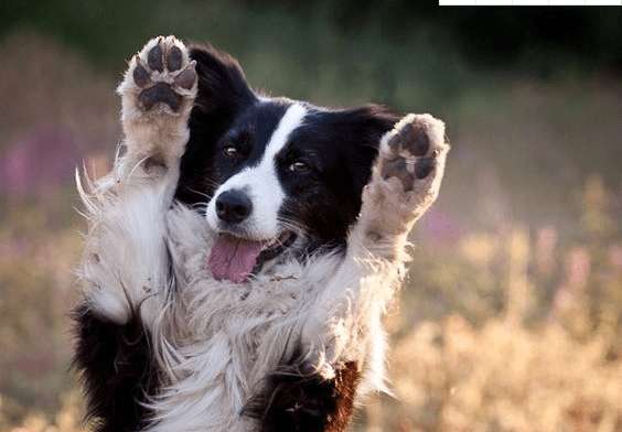 边牧犬全身被砍数十刀,伤口触目惊心,太残忍了!