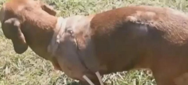 腊肠犬义无反顾与黑熊搏杀,主人因而得救,小狗却身负受伤