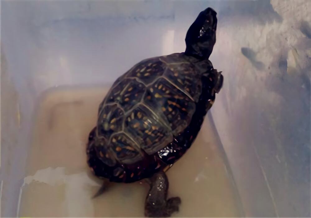 海岸箱龟身份信息