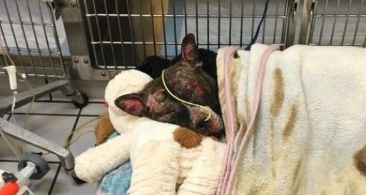 比特犬被绑焚烧 40%烧伤努力撑了5天仍离世